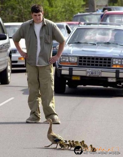 Птича напаст