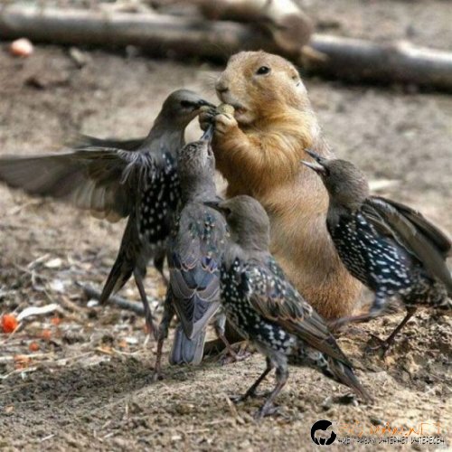 Птича напаст