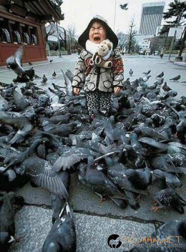 Птича напаст