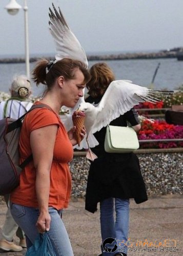 Птича напаст