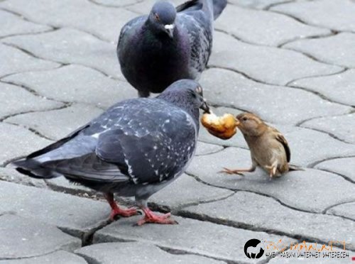 Птича напаст