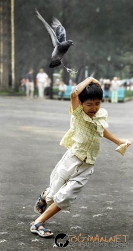 Птича напаст