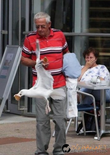 Птича напаст