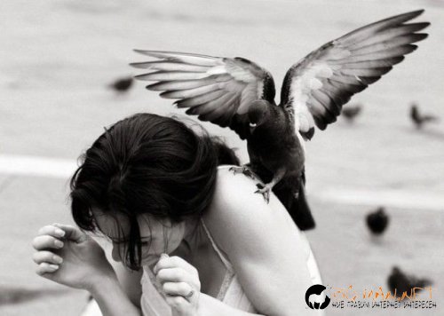 Птича напаст