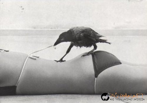 Птича напаст