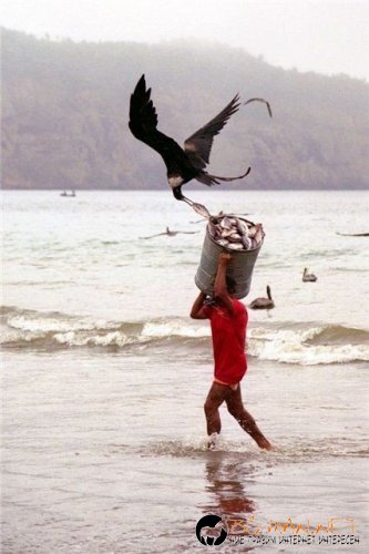 Птича напаст