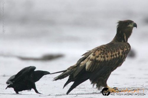 Птича напаст