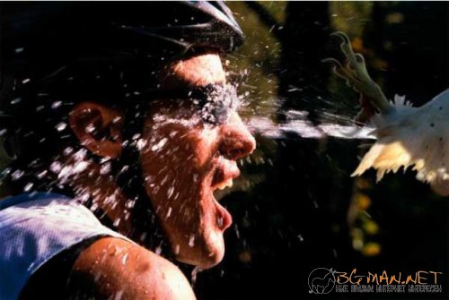 Птича напаст