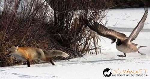 Птича напаст