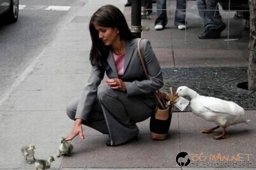 Птича напаст