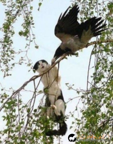 Птича напаст