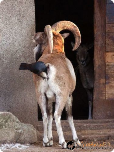 Птича напаст