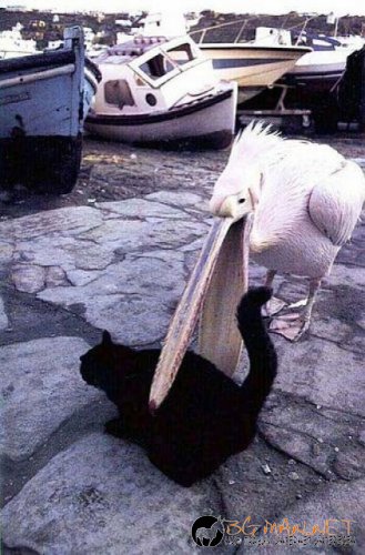 Птича напаст