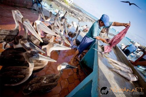 Птича напаст