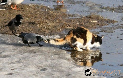 Птича напаст