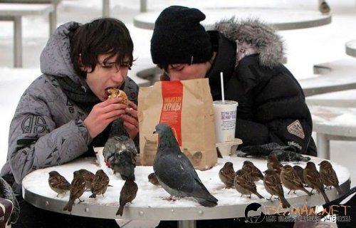 Птича напаст