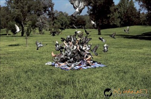 Птича напаст