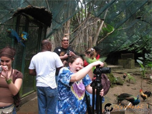 Птича напаст