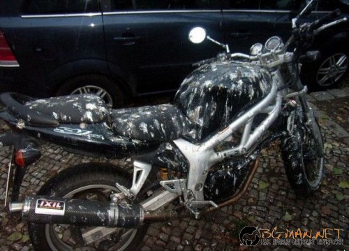 Птича напаст