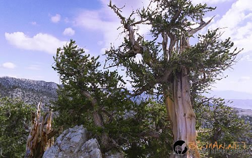 Странни дървета