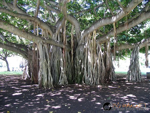 Странни дървета