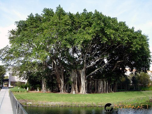 Странни дървета