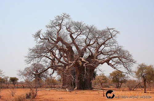 Странни дървета