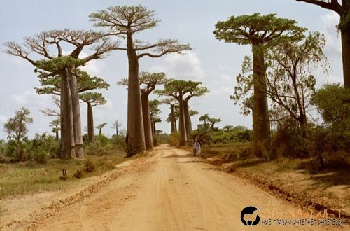 Странни дървета