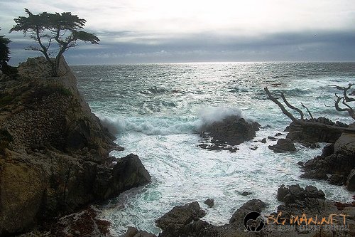 Странни дървета