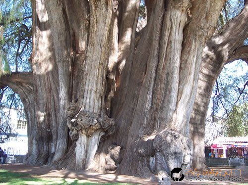 Странни дървета