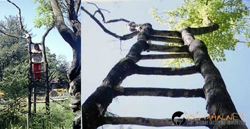 Странни дървета