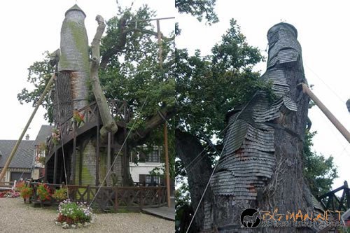 Странни дървета