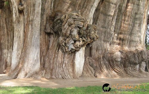 Странни дървета