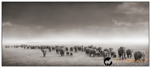 Африка в снимки