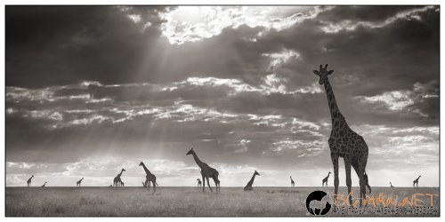 Африка в снимки