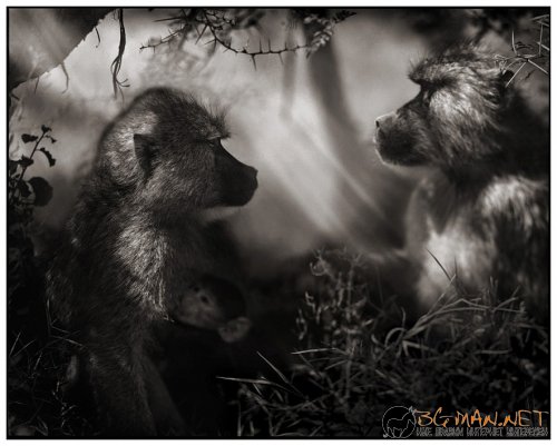 Африка в снимки