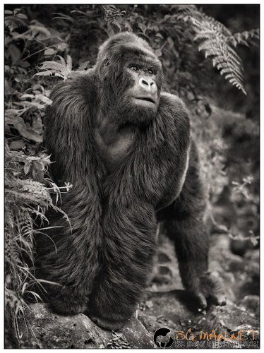 Африка в снимки