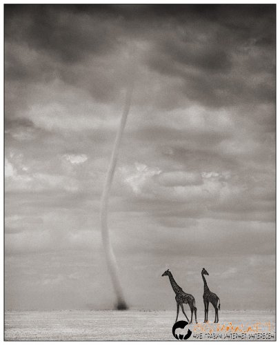 Африка в снимки