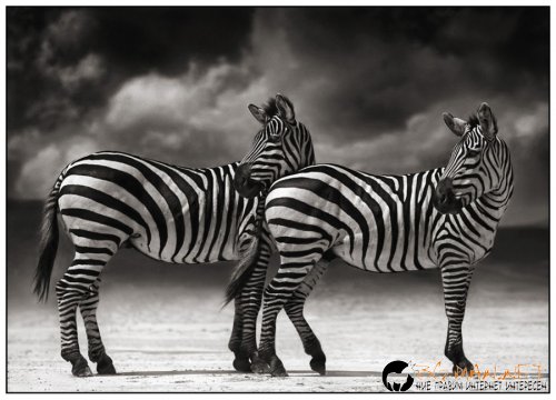 Африка в снимки