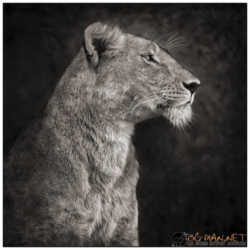 Африка в снимки