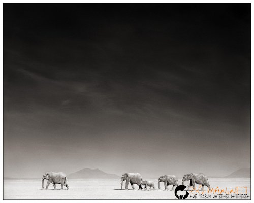 Африка в снимки