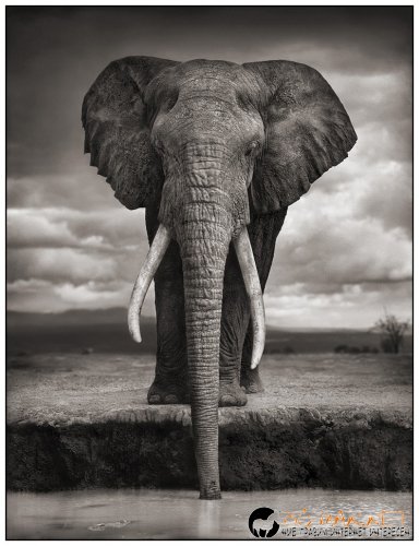 Африка в снимки