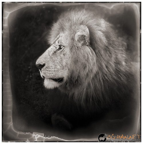 Африка в снимки