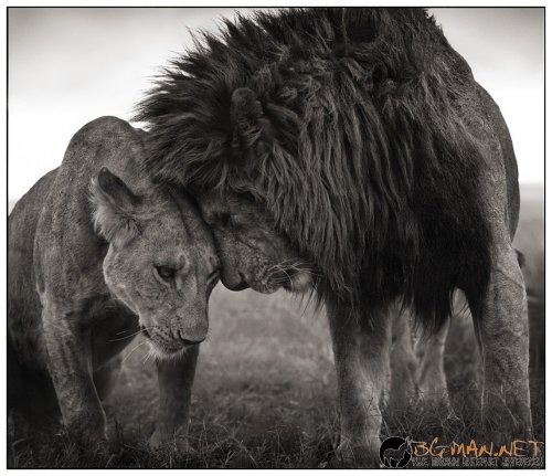 Африка в снимки