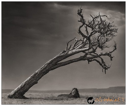 Африка в снимки