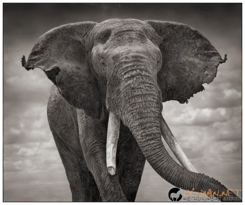 Африка в снимки