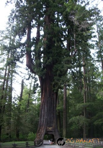 Странни дървета