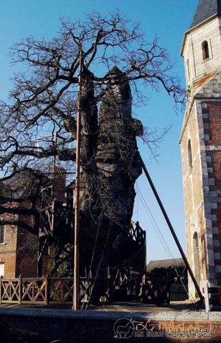 Странни дървета