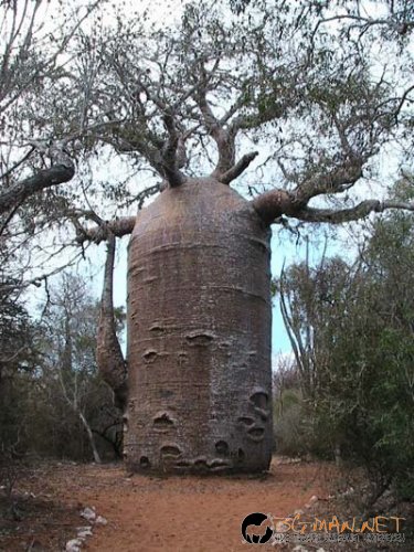 Странни дървета