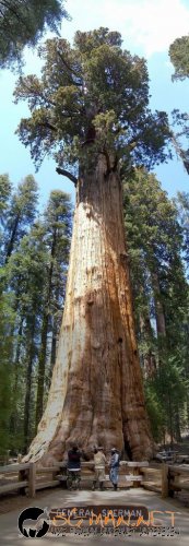 Странни дървета